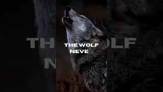 The Wolf |Motivation | Sigma | Empowering Minds