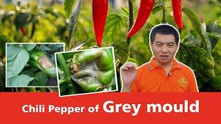 Chili Pepper of Grey mould | Pepper plant diseases