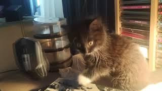 Pusya Cat Diary. Tag