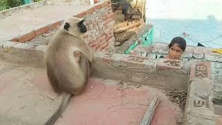 jay shriram |Hanuman |monkey video#mkdearmonkey#Hanuman#bajrangbali #jayshreeram