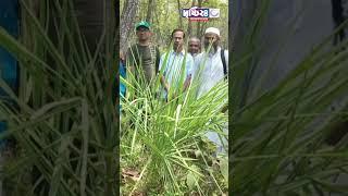 দিনাজপুরে মহাবিপন্ন খুদি বন খেঁজুর গাছের সন্ধান! Drishti 24