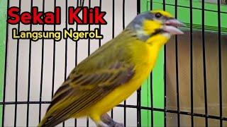 Masteran Burung Mozambik Agar Bunyi 100% Langsung Ngerol