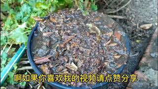 种大蒜——用厨余堆肥打底一劳永逸 （Plant Garlic_ Make Fertilizer From Kitchen Waste)