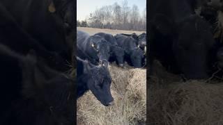 Cows Eating Good Hay. #jesus #farming #cow