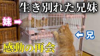 【感動】生き別れた兄妹猫を再会させてみたらまさかの反応でした…