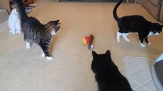 Weazel Ball, Hopping Bunny and Treat Roller Toy! | Manchester Moggies