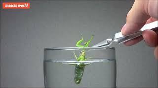 #insects world,when you put a wild #mantis in a water glass? you definitely haven't seen it！