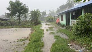 Early Morning Rainfall-Village Farmlands Full of Water-Walk in Rain with @LocalLooks