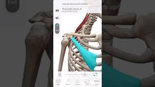 Anatomy:Muscles Movement:Scapula Downward Rotation #shorts