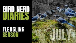 Fledgling Season | Bird Nerd Diaries July 2020