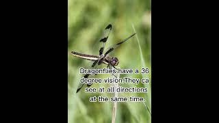 "Explore the Astonishing 360° Vision of Dragonflies"#amazingfacts #unknownfacts #shorts #facts