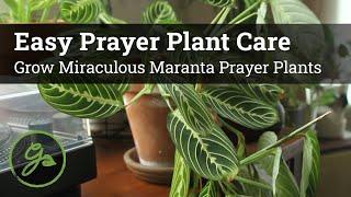 Easy Prayer Plant Care / Grow Miraculous Maranta Prayer Plants