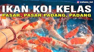 APA ITU IKAN KOI PASAR?