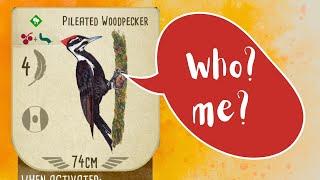 Is pileated woodpecker the best bird in Wingspan Oceania?
