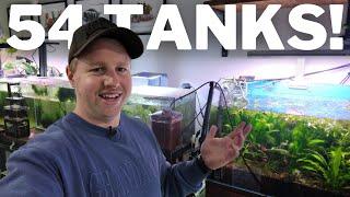 What I Feed my 54 Aquariums