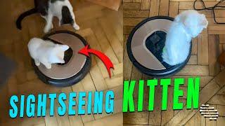 Kitten Decided to Take a Sightseeing Tour on Robot Vacuum as Cat Tackles It