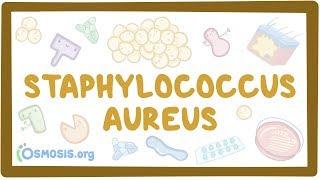 Staphylococcus aureus