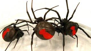 Deadly Spider Infestation How To Catch Lots Of Beautiful Redback Spiders