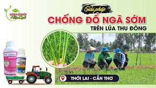 REVIEW 45 - GIẢI PHÁP CHỐNG ĐỔ NGÃ SỚM CHO LÚA THU ĐÔNG #review #canhtaclua #NONGNGHIEPHIEUQUA