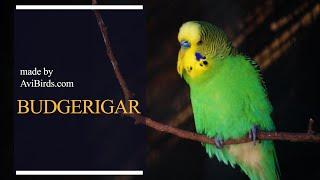 Budgerigar [Melopsittacus Undulatus]