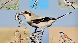 10 minutes documentary about 6 Shrikes of Cyprus by George Konstantinou