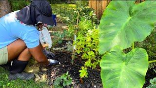 Easy Garden Planting | Japanese Maple | Coral Bells | Moving Plants Around | Ohio Garden Zone 6a