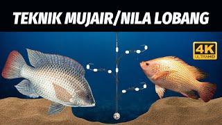 TEKNIK MANCING MUJAIR / NILA LOBANG TERBAIK! BOLEH DICOBA BOSKU! 4K