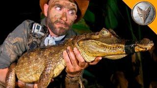 DANGEROUS Caiman Catch!