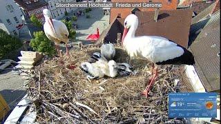 2024 06 04 Storchennest Höchstadt, Küken kehren zurück ins neue und frische Nest, (Zeitraffer)