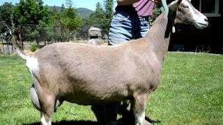 Fir Meadow Vec You R Free (Dinky)  3yo purebred Toggenburg LA 90VEEE at 2