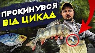 ЦИКАДИ, СУДАКИ і ОКУНІ. Другий день рибалки на спінінг. Світанок на воді.