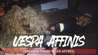 PERTALITE BISA BASMI TAWON VESPA AFFINIS (TAWON NDAS) - HHP#3
