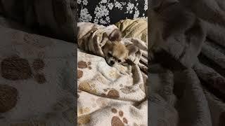Питомник породы собак чихуахуа и Русский той Беларусь Питомник Сожский  чихуахуа щенки 90