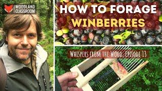 How To Forage Winberries (bilberry)