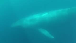 Blue Whale Shot From Underwater