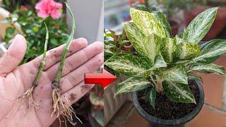 New technique of planting Aglaonema flower by cutting branches, planting with aloe vera and charcoal