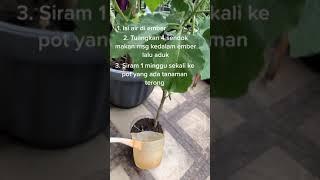 #berkebun #pohon #tipsandtricks #terong #tipsbermanfaat #fyp