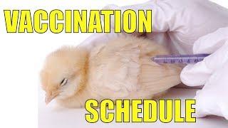 Vaccination Schedule for poultry and Golden Misri/vacination ka tariqa in golden msiri