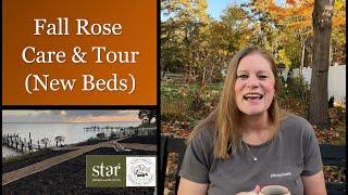  Fall Rose Care / Tour New Scentables™ Beds for Next Year