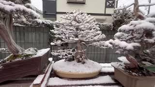 Бонсай зимой. Япония. Bonsai in winter time. Japan.