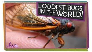 Cicadas: The Loudest Bugs in the World! | Biology for Kids | SciShow Kids