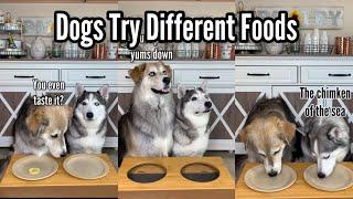 Dogs Review Food | Taste Test 13