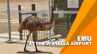 Emu at Whyalla Airport