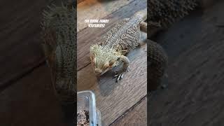 Bearded Dragon REALLY HUNGRY For His Worms! - BFF Reptile Shorts #112