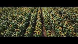 Sunflower field cinematic