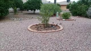 Backyard Quail