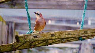 Can birds understand magic?