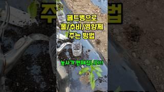 고추.가지에 페트병 하나만 꼽아 놓으면 작물이 잘 자라고 비료 값도 아낄 수 있습니다 #페트병관수