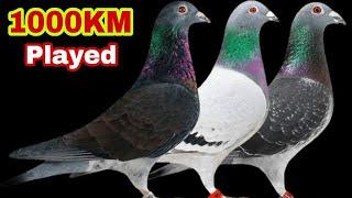 1000+KM PLAYED PIGEON | EXTREME LONG DISTANCE RACING PIGEON | Nederland Racing Pigeon