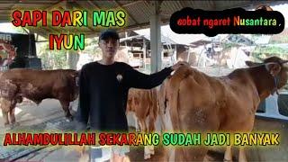 sapi dari mas iyun #masiyun#masiyunterbaru#sobatngaret #sobatngaritnusantara#shortvideo#sapisuper